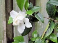 2020-4-6 Gardenia.jpg