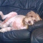 ASLEEP ON HER COUCH..jpg
