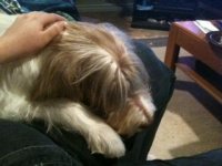 SLEEPY DOG.jpg