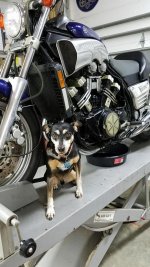 VMax-dog.jpg