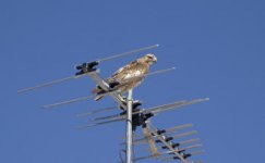 Antenna.jpg Antenna.jpg