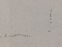 ceiling 1.jpg