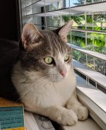 Bodie Window.jpg