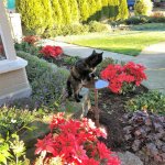 Cleo drinking out of rusty bird bath 1.jpg