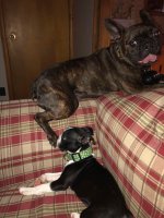 Pickles and Olive on the couch.jpg