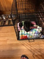 Olive sleeping in crate.jpg