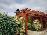 I set Cleo on top of our Pergola 1.jpg