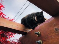 I set Cleo on top of our Pergola 2.jpg