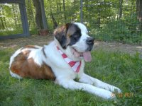 Beethoven Sit yard.jpg