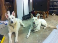 Shop Dogs.jpg