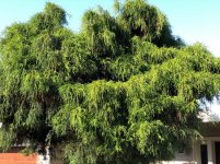 Cleo is in the middle of the big bird tree 4.jpg