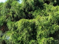 Cleo is in the middle of the big bird tree.jpg