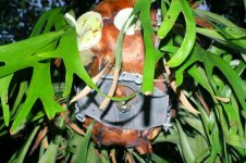 2020-4-16 Staghorn Fern Fall 1.jpg