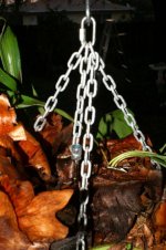 2020-4-16 Staghorn Fern Fall 2.jpg