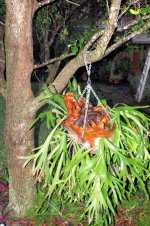 2020-4-16 Staghorn Fern Fall 3.jpg