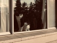 Kara's 3 of 4 cats are watching me.jpg