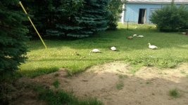 ducks 2.jpg