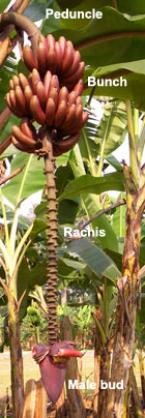 Banana Parts.jpg