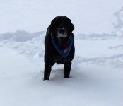 piggy in snow 12-2009 a.JPG