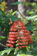 pagoda-plant-with-butterfly-nancy-chenet.jpg