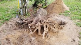 3970-Tree-Stump-05.jpg