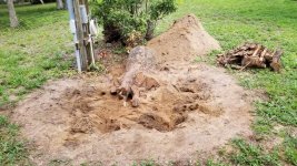 3972-Tree-Stump-11.jpg