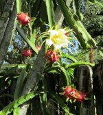 2020 Dragon Fruit 1.jpg