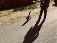 Cleo walking us for over a city long block April 2020.jpg