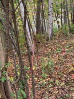 IMG_0222.JPG