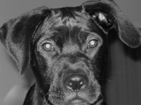 Black and white - Copy.jpg