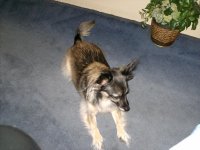 harley dog 004.jpg