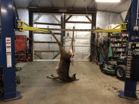 Doe on lift .jpg