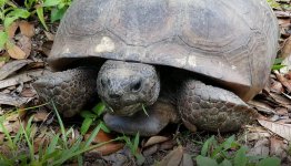 3949-Tortoise-07.jpg
