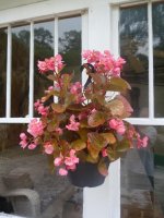 begonias.jpg