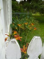 day lilies.jpg