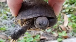 3952-Gopher-Tortoise-04.jpg