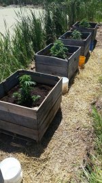 plant boxes 2.jpg