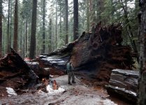 drivecthru-sequoia.jpg