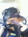 rott2.jpg