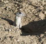 RoundTailedGroundSquirrel.jpg
