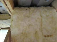 Carpenter Ants 008.jpg