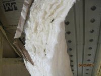 Carpenter Ants 009.jpg