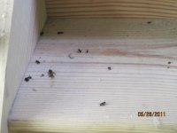 Carpenter Ants 002.jpg