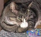 catbird.jpg