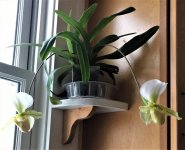 Corner shelf.jpg