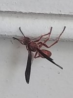 IMG_20201212_125956117.jpg