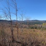 1 Moose Scenery.jpg