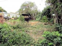Ficus Removal 26.jpg
