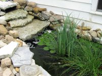 pond 003.jpg