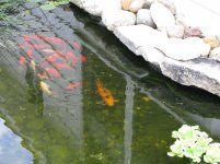 pond 004.jpg